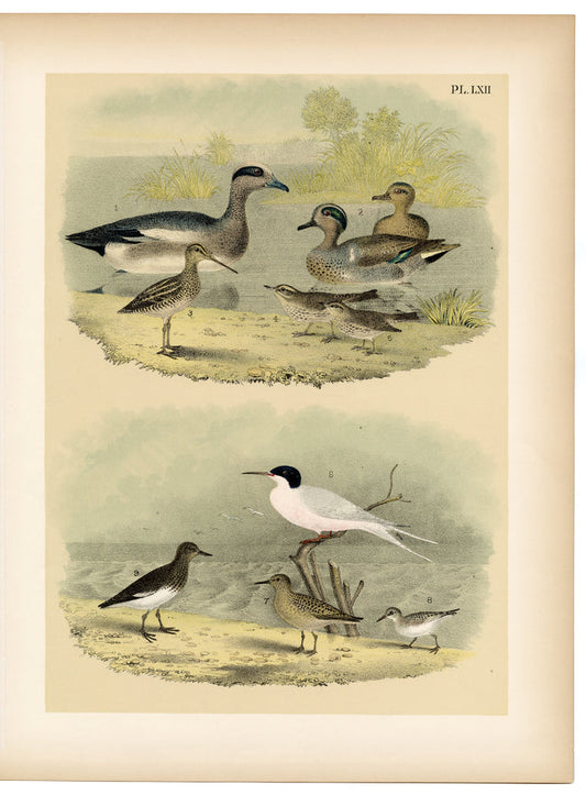 1878 Antique STUDNER'S POPULAR ORNITHOLOGY Original Duck, Sandpiper Lithographic Plate