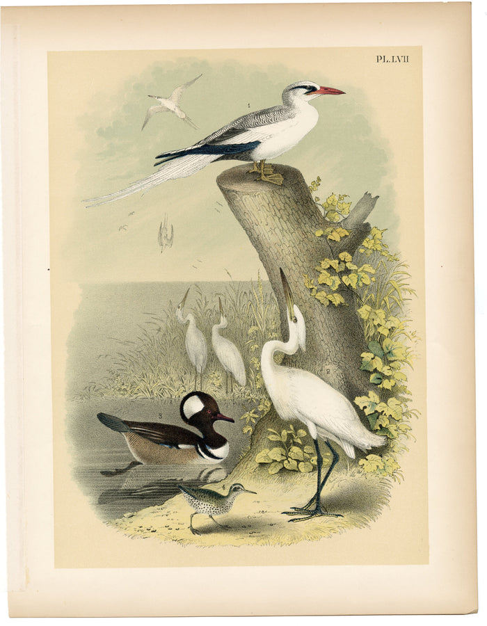 1878 Antique STUDNER'S POPULAR ORNITHOLOGY Snowy White Egret Lithographic Print