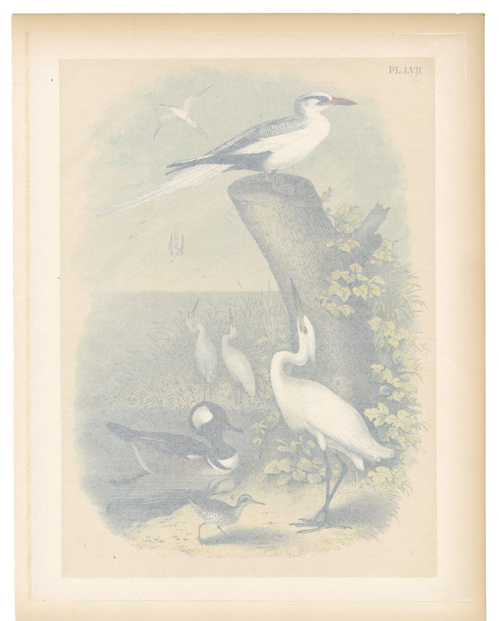 1878 Antique STUDNER'S POPULAR ORNITHOLOGY Snowy White Egret Lithographic Print