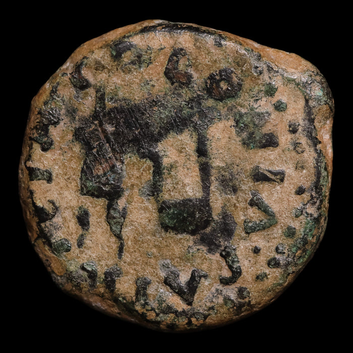 Hispania, Emperor Augustus (First Roman Emperor), AE Unit, Colonia Patricia - 31 BCE to 14 CE - Roman Provinces