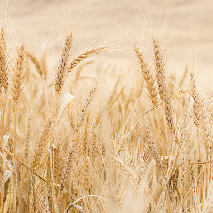 Organic Rolled Hard White Winter Wheat | 25 lb | Non-GMO | Shipping Included | Grain Place Foods