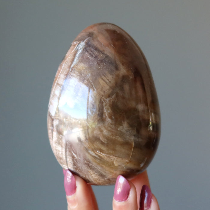 Petrified Wood Egg Timeless Strength Brown Red Crystal