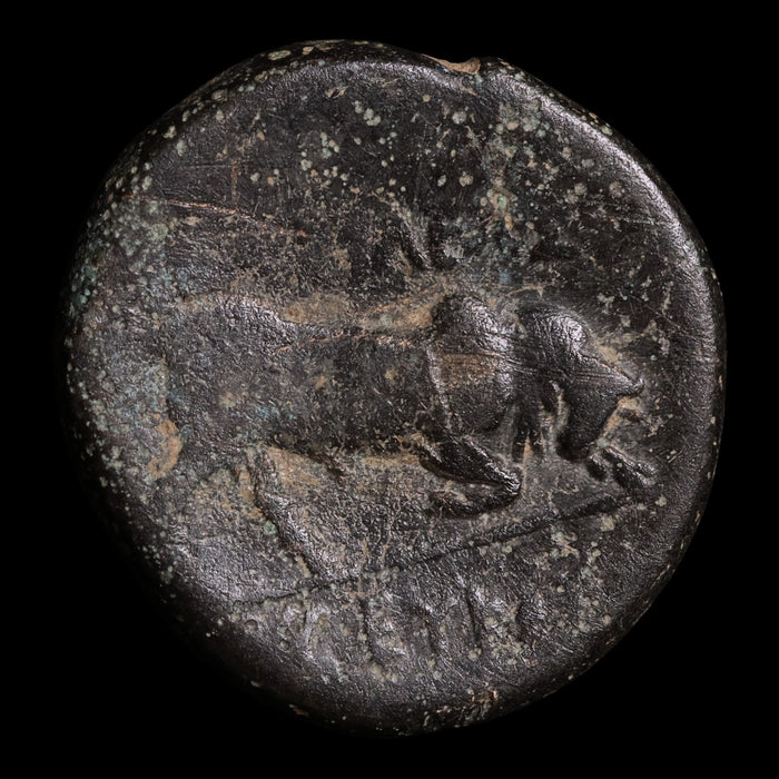 Seleucid Empire, King Seleucus I Nicator, AE Unit - 300 to 281 BCE - Greek World