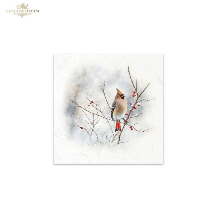 Snowy Cardinals Birds